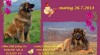 Leonberger šteniatka s PP 447443_t.jpg