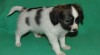 Papillon 447460_t.jpg