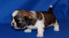 Prodám Shih-tzu 447785_t.jpg