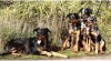 Beauceron- strakatý společník a ochránce s PP 447891_t.jpg