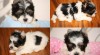 Biewer yorkshire terrier 448034_t.jpg