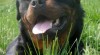 rottweiler - 3 letý pes s průkazem původu -/ chovný 448572_t.jpg