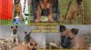 Belgický ovčák malinois s PP 448768_t.jpg