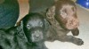 Flat coated retriever s PP 449097_t.jpg