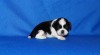 Prodám Shih-tzu 449311_t.jpg