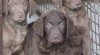 Chesapeake bay retriver-hnědý s PP jako hnědý labr 449344_t.jpg