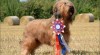 Briard štěnátka - kennel DALIDO 449408_t.jpg