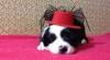 Border collie s PP 449762_t.jpg