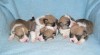 welsh corgi pembroke 45013_t.jpg
