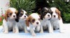 Cavalier King Charles Spaniel - CHS ponúka šteniatka s PP 450227_t.jpg
