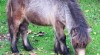 Minipony 450304_t.jpg