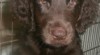 Flat coated retriever s PP 450662_t.jpg