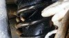 Mechy do osobnych automobilov, Spiralovych pruzin 451138_t.jpg