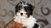 Biewer Yorkshyre terrier 451227_t.jpg