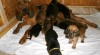 BLOODHOUND ŠTĚŇATA - odběr po 7.1.2015 451326_t.jpg