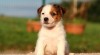 jack russell terrier s PP, štěňátka 452270_t.jpg