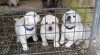 Labrador retriever s PP 452568_t.jpg