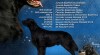 Krytí Flat Coated Retrieverem 453402_t.jpg