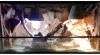 Volne terarium 453461_t.jpg