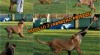 Belgický ovčák malinois s PP - odběr ihned 453802_t.jpg