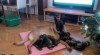 Prodám štěňata Belgického Ovčáka MALINOIS s PP 453831_t.jpg