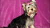Jorkšírský terrier s PP - fenky 455024_t.jpg