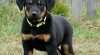 Beauceron štěňátka s PP 455764_t.jpg