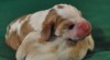 Beagle - Bígl - štěňata s PP 455970_t.jpg