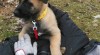 Prodám štěňata Belgického ovčáka - Malinois 455993_t.jpg