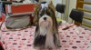 Prodám štěňátka Biewer Yorkshire Terrier s PP 456073_t.jpg