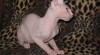 Kanadský Sphynx kocourek s PP 45610_t.jpg