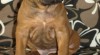 Django - rhodéský ridgeback s PP 456162_t.jpg