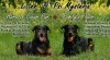 Beauceron - štěně - francouzský ovčák - prodej 456171_t.jpg