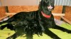 Flat coated retriever s PP 456446_t.jpg