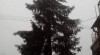Kácení stromů Svitavy, Rizikové kácení Svitavy 457121_t.jpg