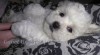 Bišonek - Bichon frisé 457317_t.jpg