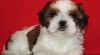 Shih-tzu, ši-tzu štěňátka s PP 457459_t.jpg