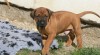 Rhodéský ridgeback - štěňátka s PP 457486_t.jpg