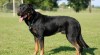 Beauceron - štěňátka na prodej – výjimečné pracovní spojení 457551_t.jpg