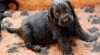Flat coated retriever s PP 458540_t.jpg