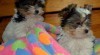 Prodám štěňátka Biewer Yorkshire terrier s PP 458897_t.jpg