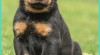 Beauceron - štěňátka s PP 458951_t.jpg