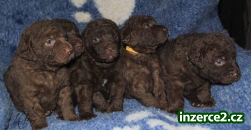 Chesapeake bay retriever štěňata_1 458993_1.jpg