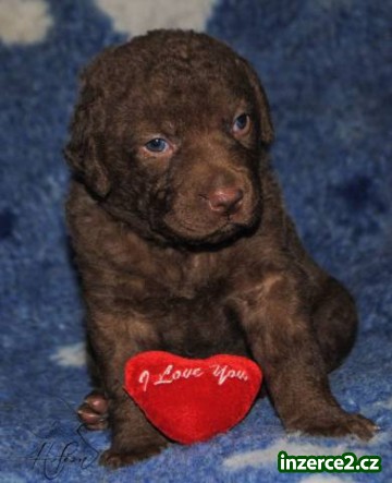 Chesapeake bay retriever štěňata_2 458993_2.jpg