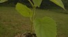 PAULOWNIA - kořenové řízky, sazenice 459036_t.jpg