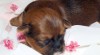 Lhasa apso kuzyn Shih-Tzu 45906_t.jpg