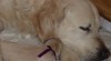 Štěňata Golden Retriever s PP 459150_t.jpg