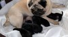 Mops - černá štěňátka s PP 459466_t.jpg