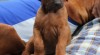 Vymazlená štěňátka Rhodéský Ridgeback s PP 460172_t.jpg