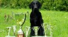 Flat Coated Retriever - štěňata s PP 460259_t.jpg